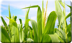 a field of corn